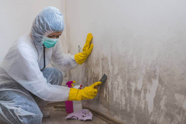 North Spearfish, SD Mold Remediation Company